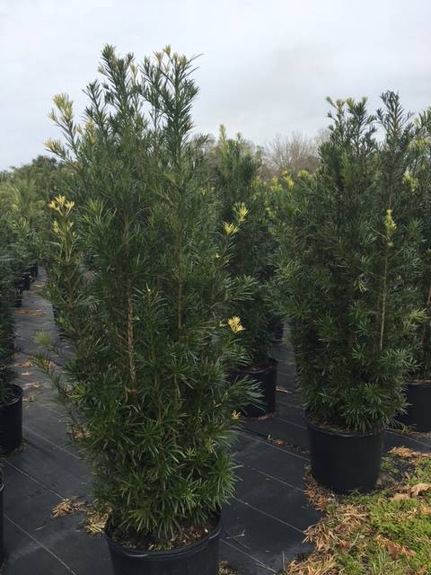 podocarpus-macrophyllus-japanese-yew