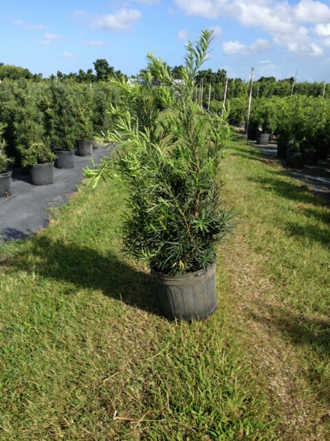 podocarpus-macrophyllus-japanese-yew