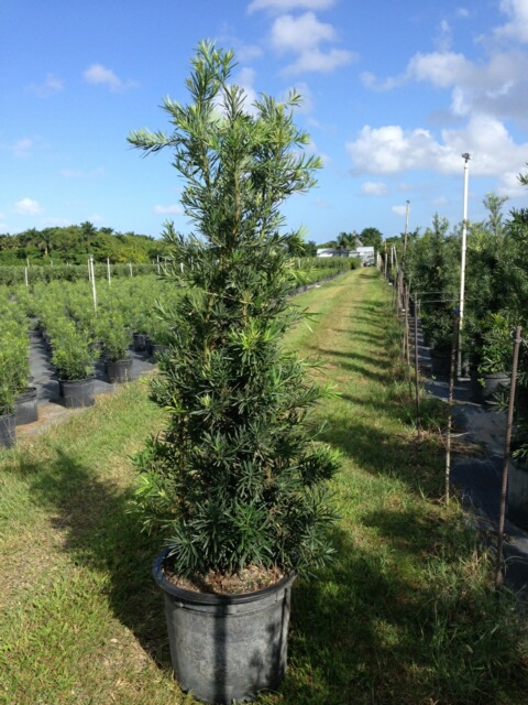 podocarpus-macrophyllus-japanese-yew