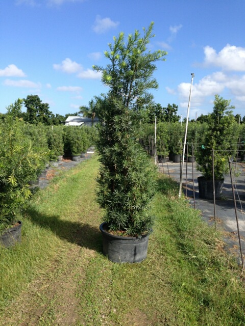 podocarpus-macrophyllus-japanese-yew