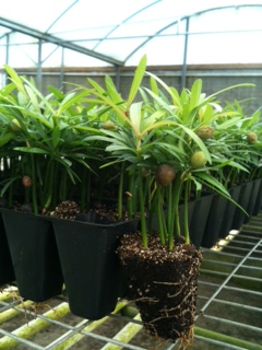 podocarpus-macrophyllus-japanese-yew
