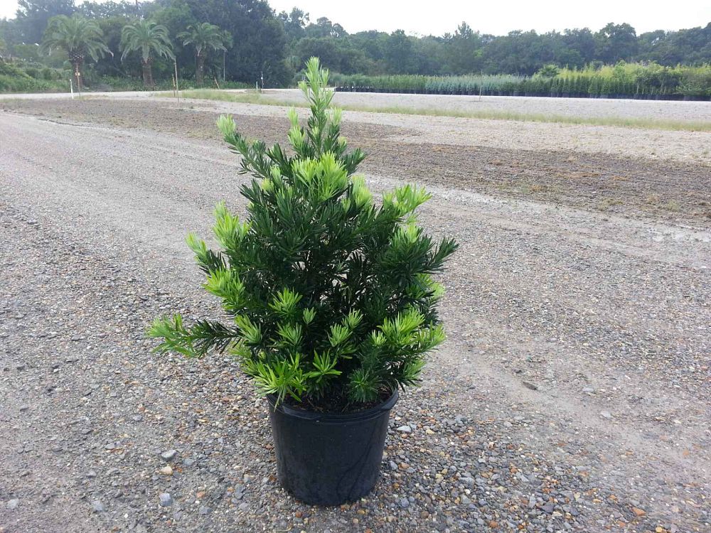podocarpus-macrophyllus-japanese-yew