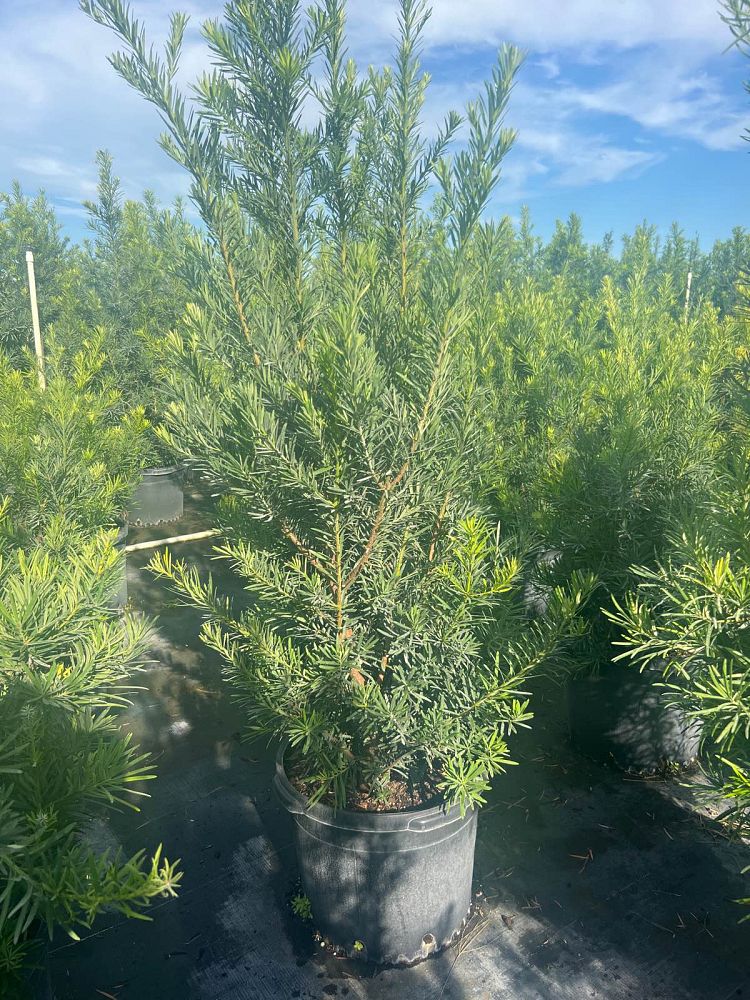podocarpus-macrophyllus-japanese-yew
