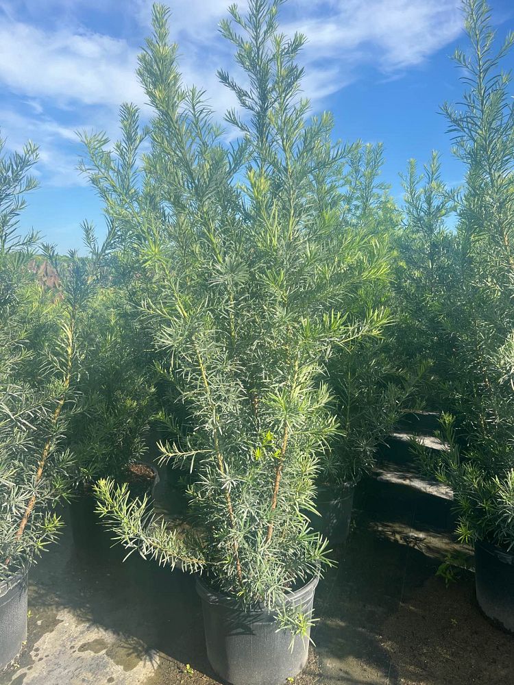 podocarpus-macrophyllus-japanese-yew