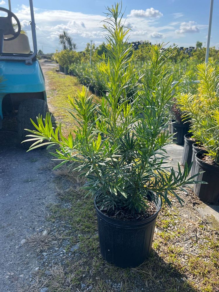 podocarpus-macrophyllus-japanese-yew