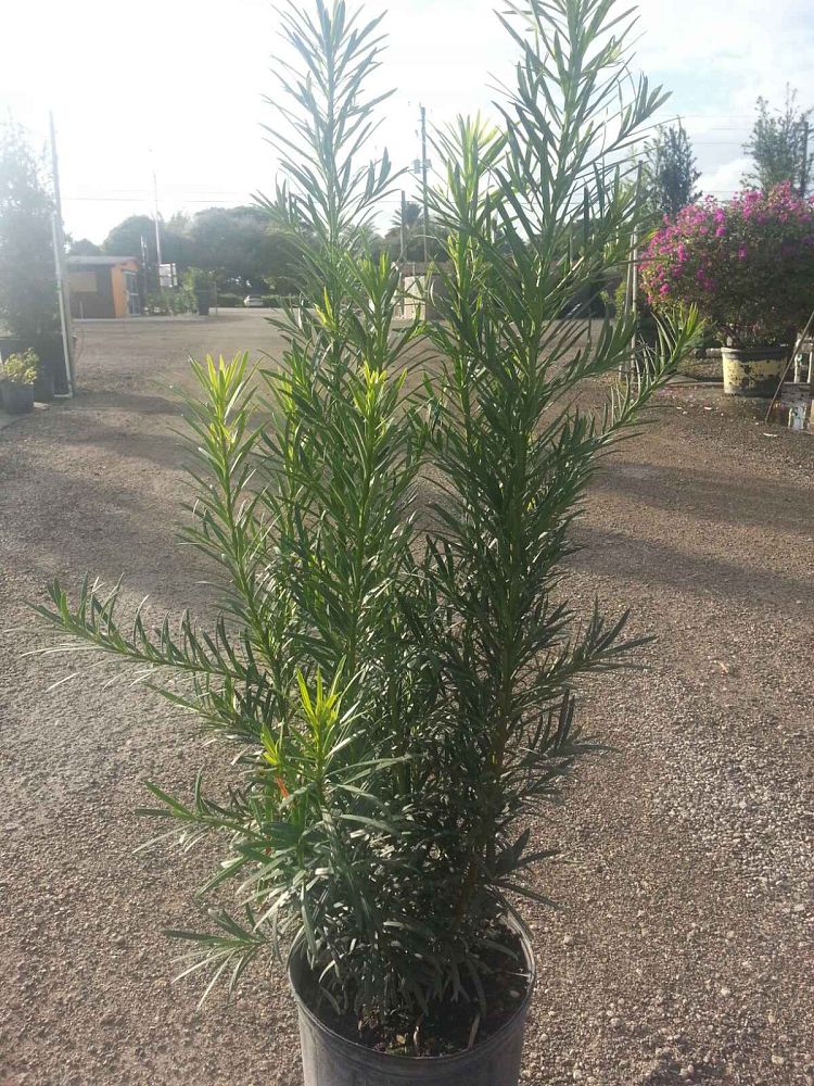 podocarpus-macrophyllus-japanese-yew