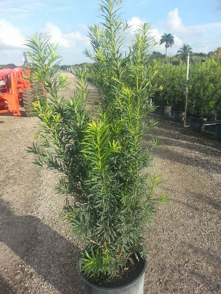 podocarpus-macrophyllus-japanese-yew