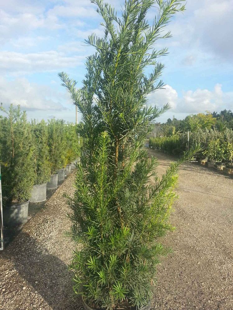 podocarpus-macrophyllus-japanese-yew