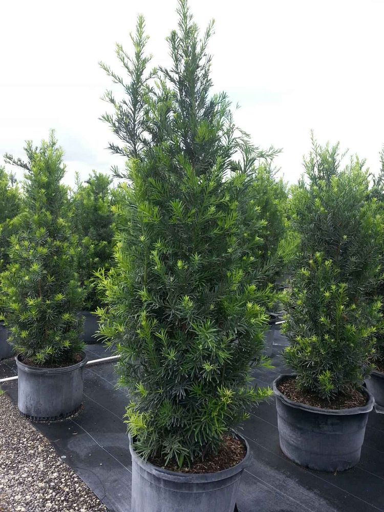 podocarpus-macrophyllus-japanese-yew