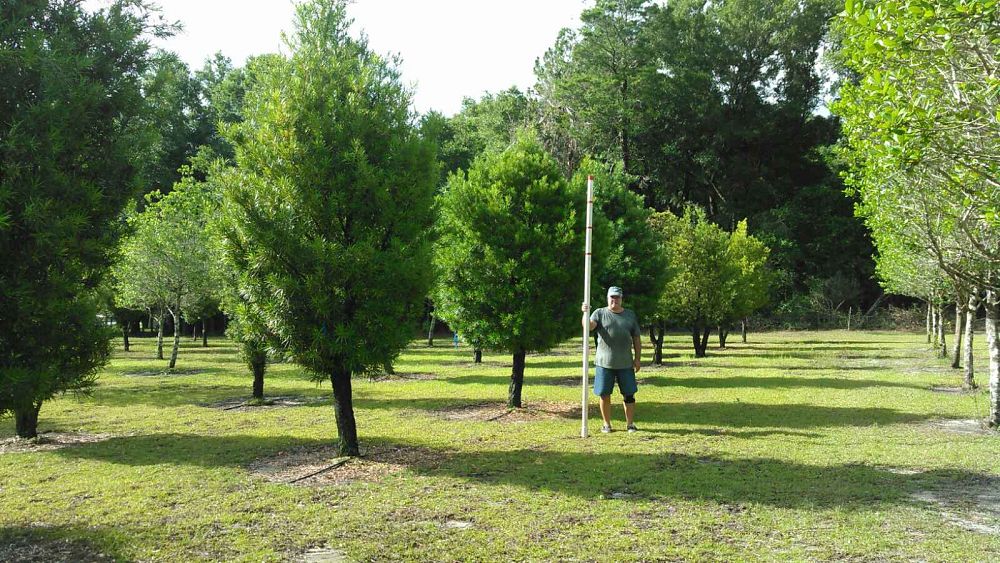 podocarpus-macrophyllus-japanese-yew