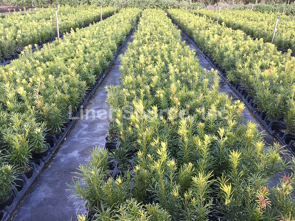 podocarpus-macrophyllus-japanese-yew