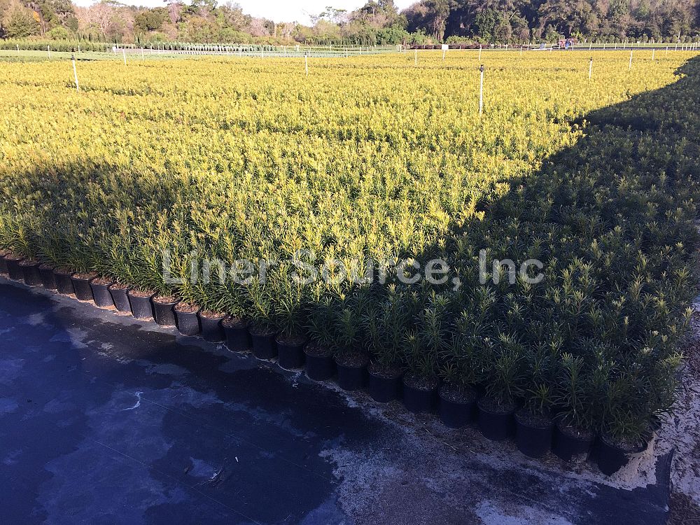 podocarpus-macrophyllus-japanese-yew