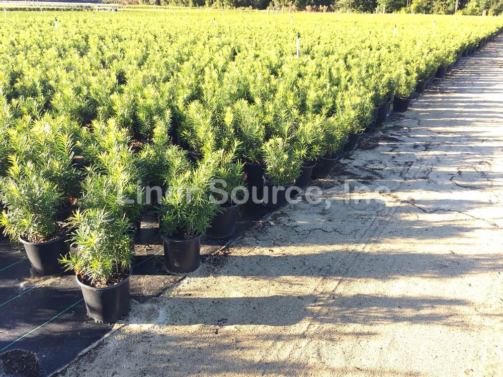 podocarpus-macrophyllus-japanese-yew