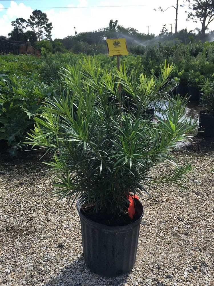 podocarpus-macrophyllus-japanese-yew