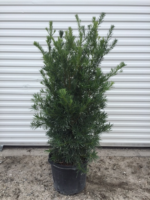 podocarpus-macrophyllus-japanese-yew