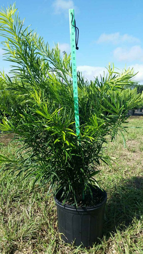 podocarpus-macrophyllus-japanese-yew