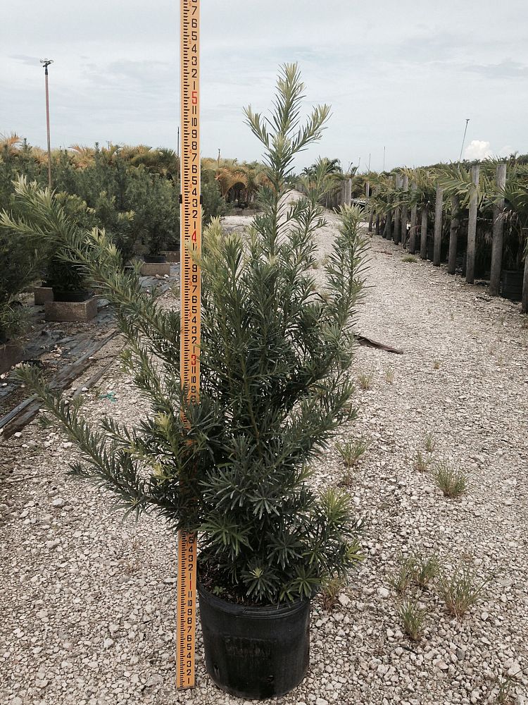 podocarpus-macrophyllus-japanese-yew