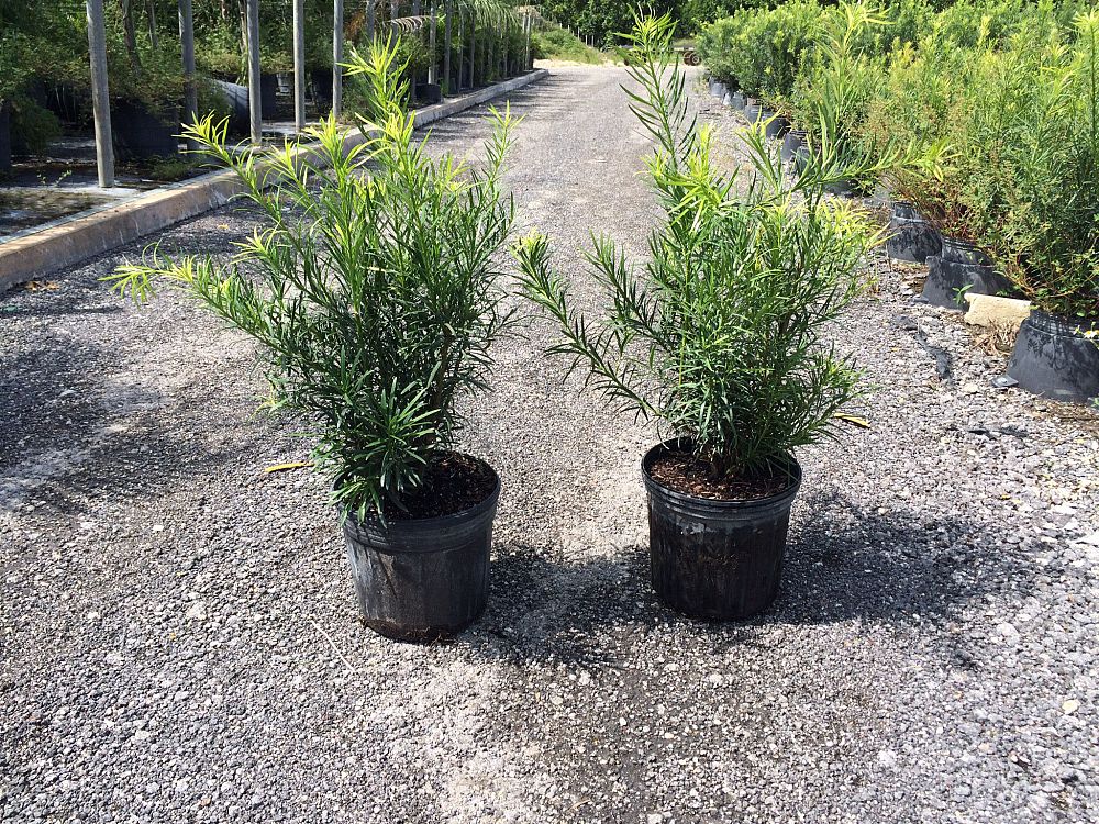 podocarpus-macrophyllus-japanese-yew