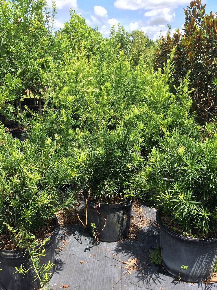 podocarpus-macrophyllus-japanese-yew