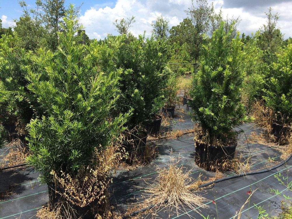 podocarpus-macrophyllus-japanese-yew