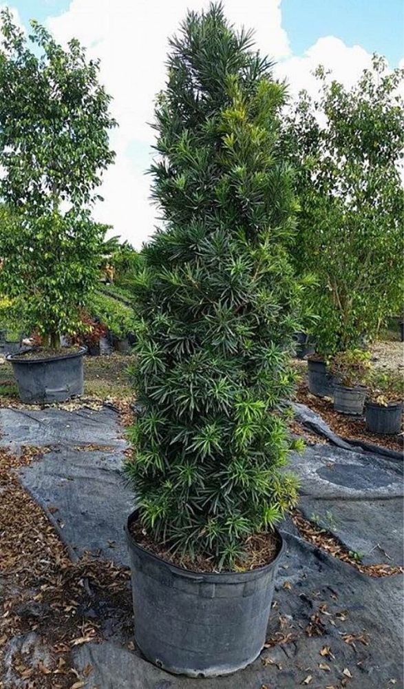 podocarpus-macrophyllus-japanese-yew