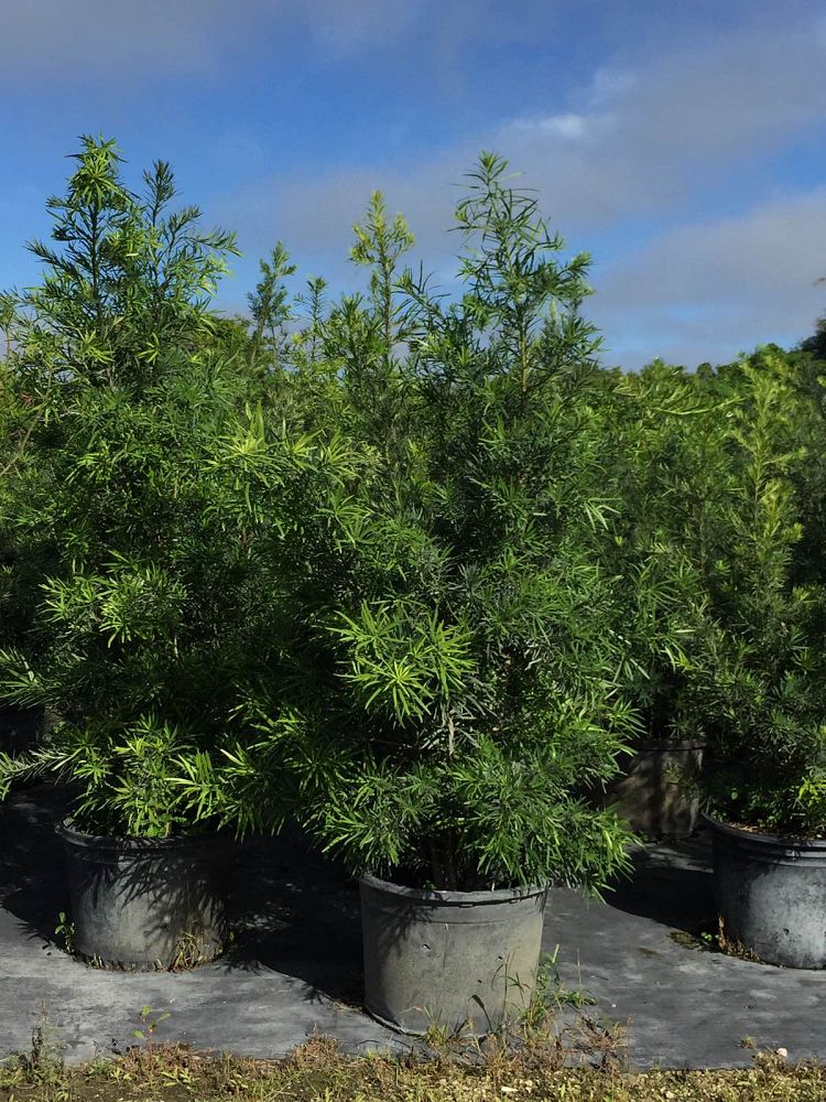 podocarpus-macrophyllus-japanese-yew