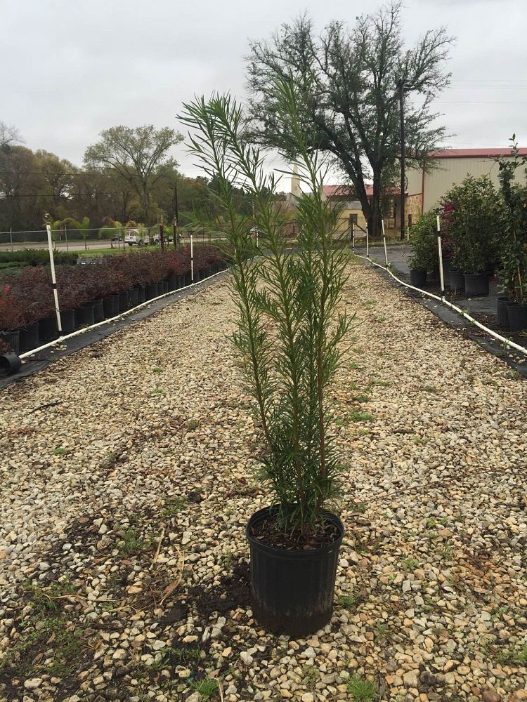 podocarpus-macrophyllus-japanese-yew
