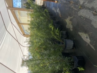 podocarpus-macrophyllus-japanese-yew