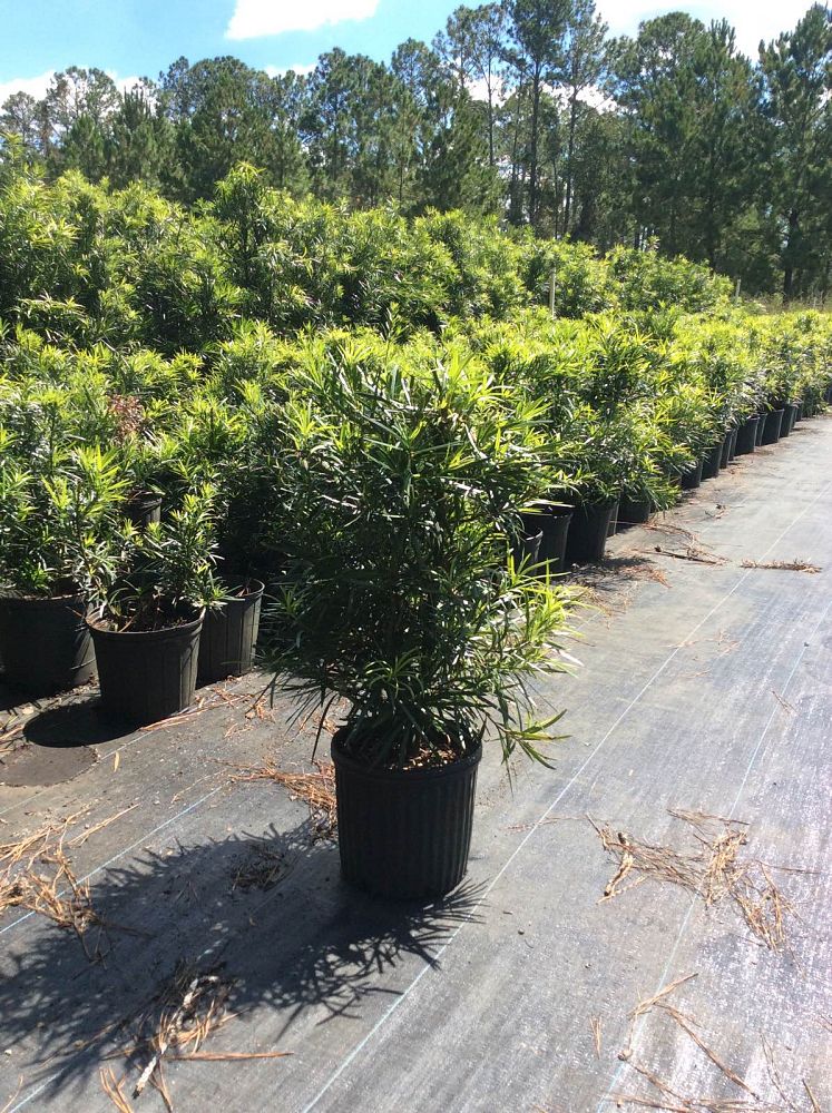 podocarpus-macrophyllus-japanese-yew