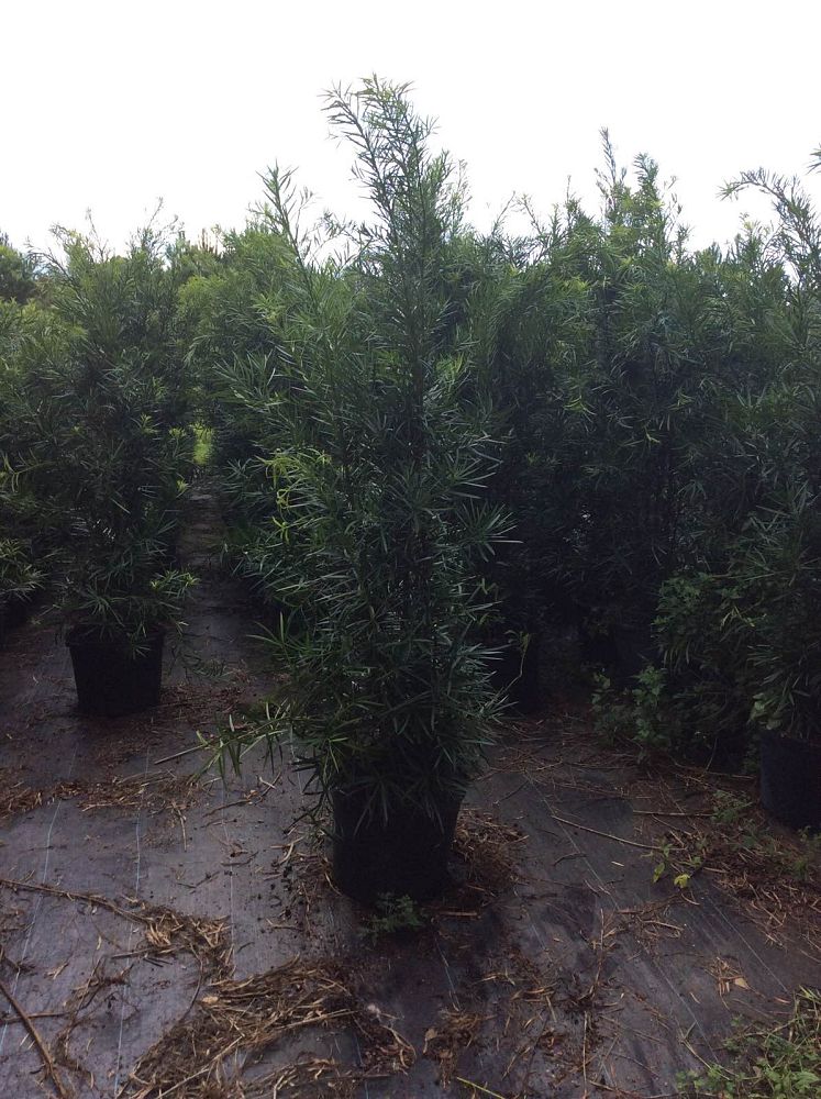 podocarpus-macrophyllus-japanese-yew