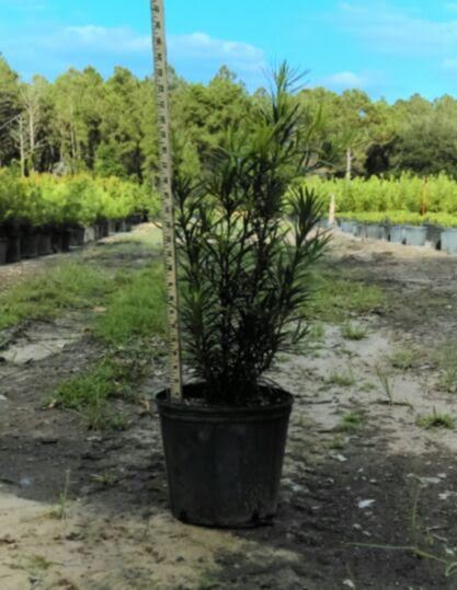 podocarpus-macrophyllus-japanese-yew
