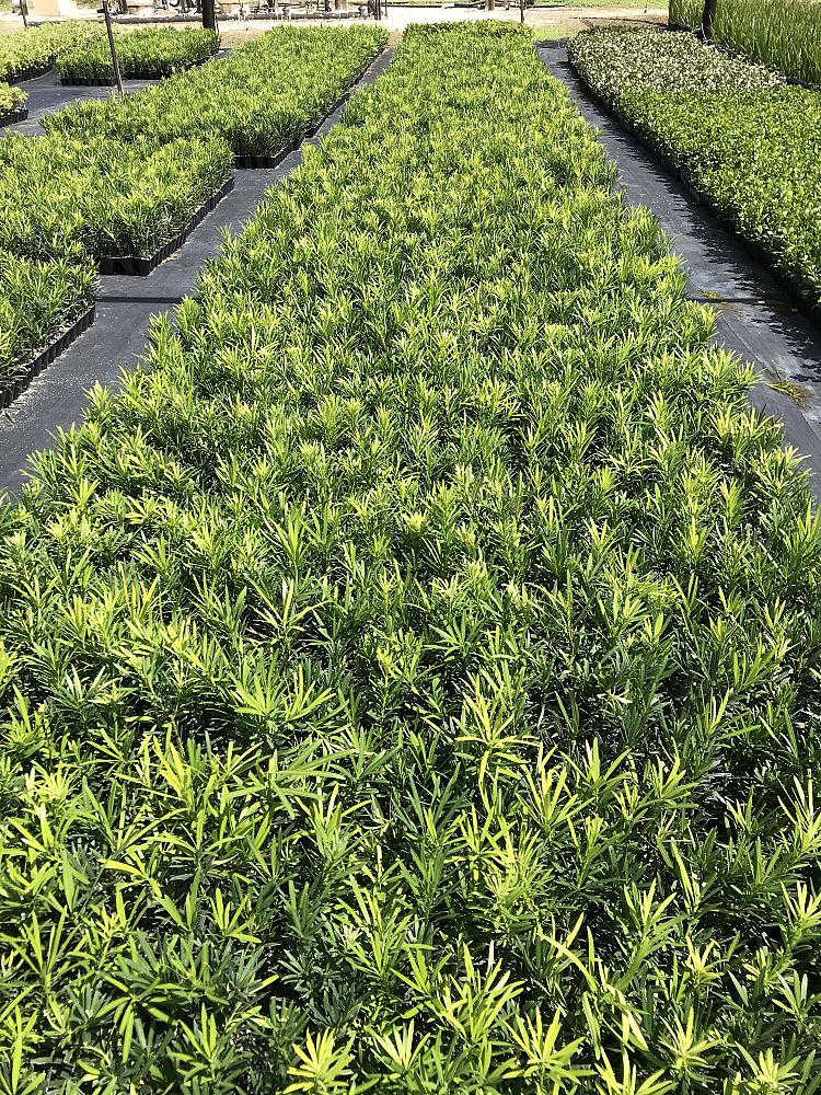 podocarpus-macrophyllus-japanese-yew