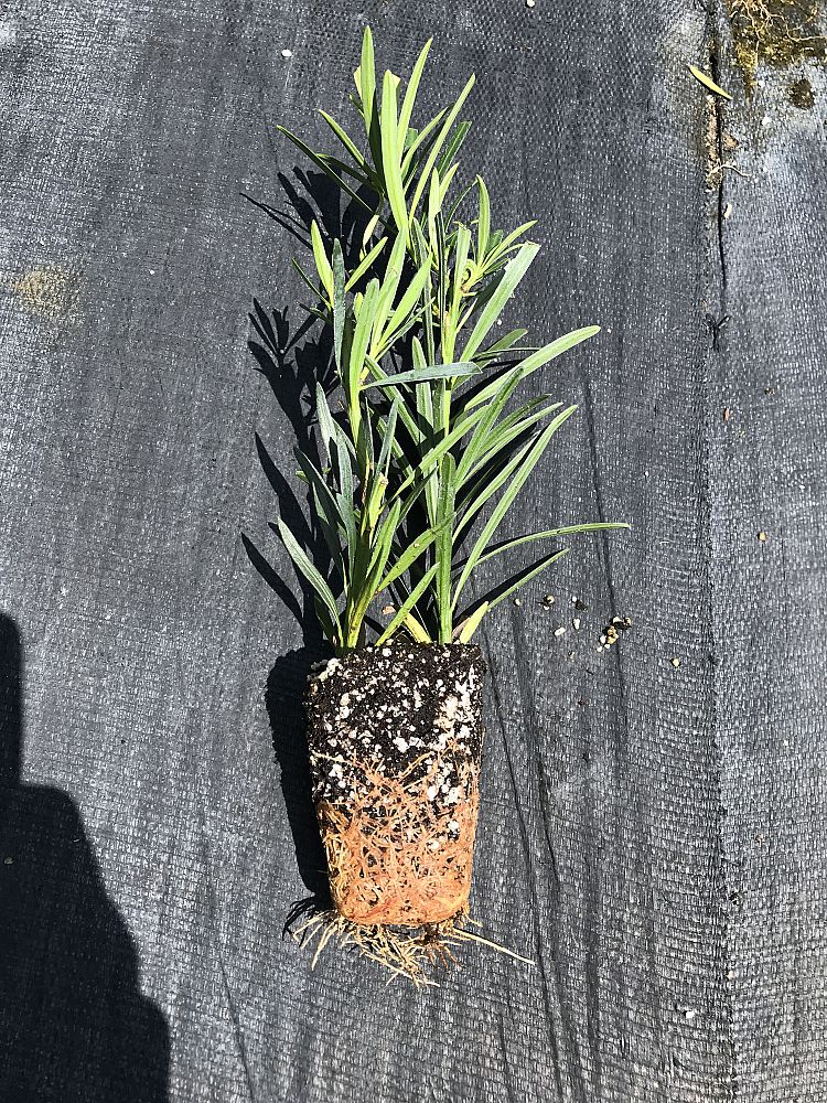 podocarpus-macrophyllus-japanese-yew
