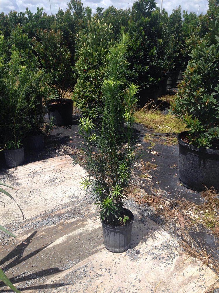 podocarpus-macrophyllus-japanese-yew