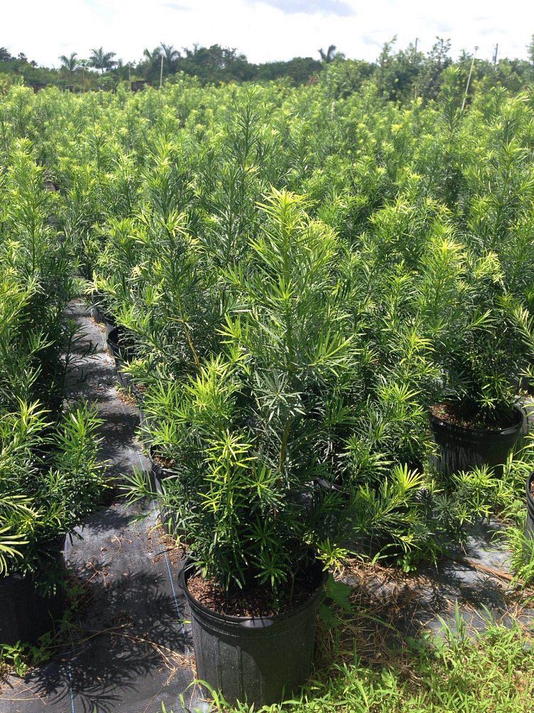podocarpus-macrophyllus-japanese-yew
