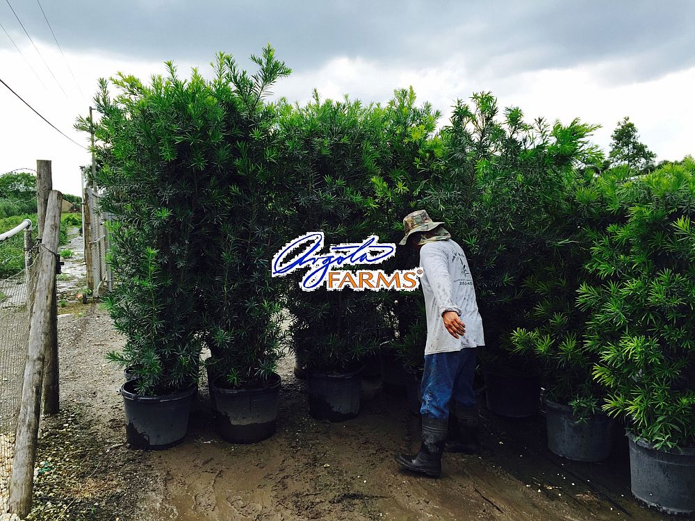 podocarpus-macrophyllus-japanese-yew