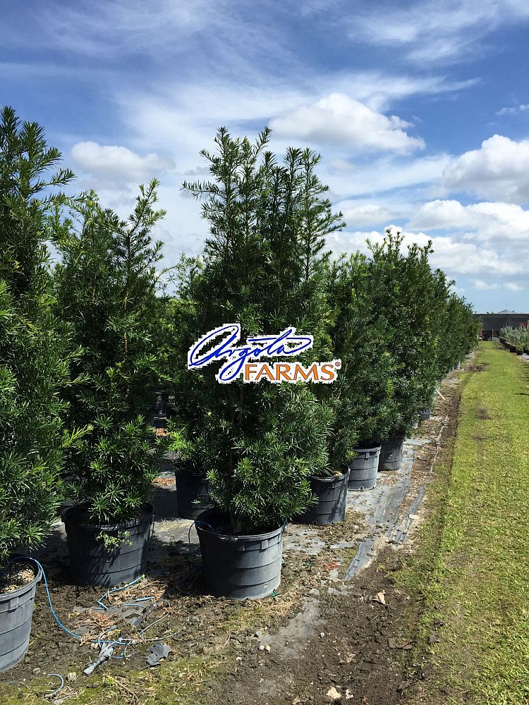 podocarpus-macrophyllus-japanese-yew