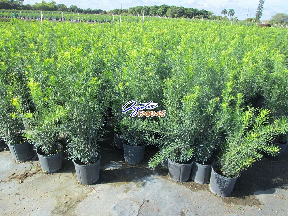 podocarpus-macrophyllus-japanese-yew