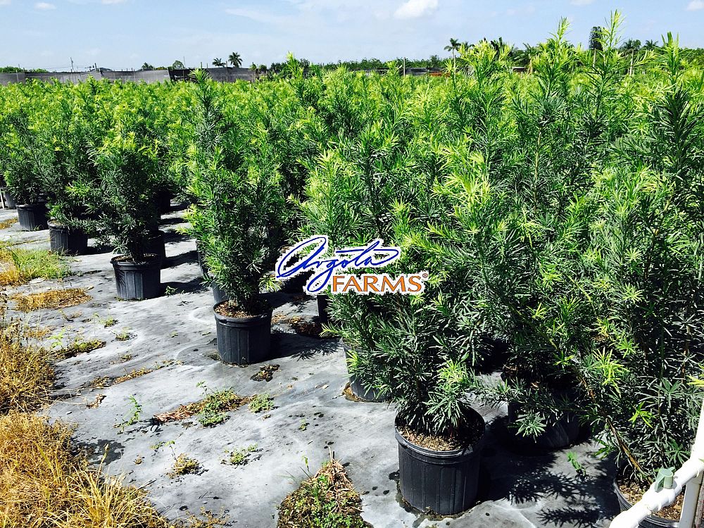 podocarpus-macrophyllus-japanese-yew