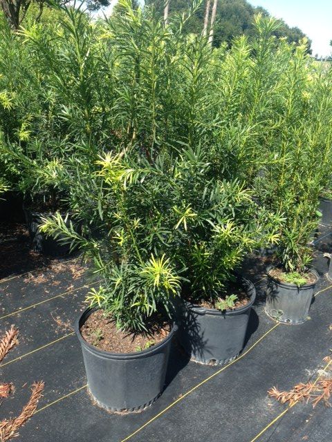 podocarpus-macrophyllus-japanese-yew