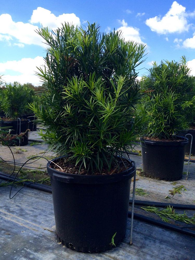 podocarpus-macrophyllus-japanese-yew