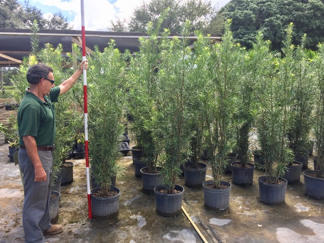 podocarpus-macrophyllus-japanese-yew
