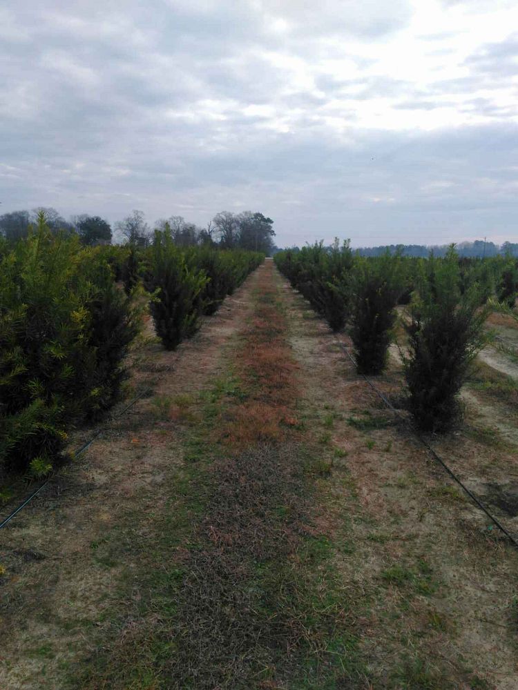 podocarpus-macrophyllus-japanese-yew