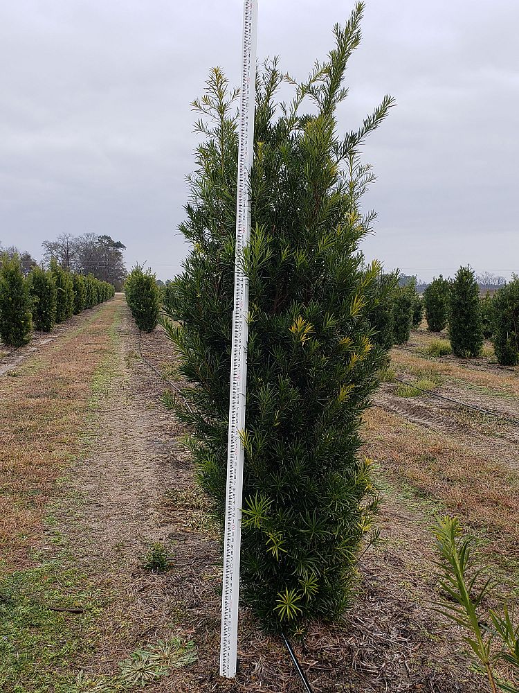 podocarpus-macrophyllus-japanese-yew