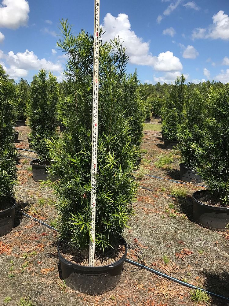 podocarpus-macrophyllus-japanese-yew