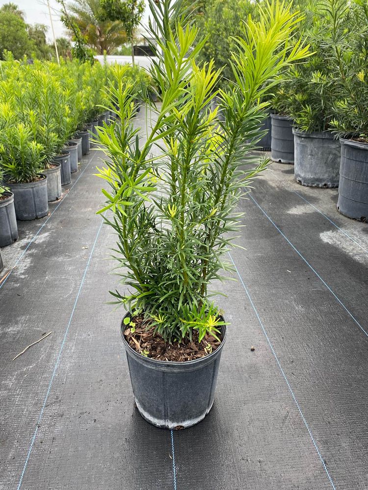 podocarpus-macrophyllus-japanese-yew