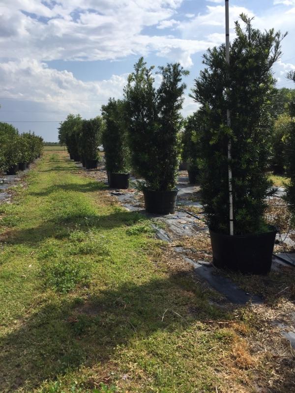 podocarpus-macrophyllus-japanese-yew