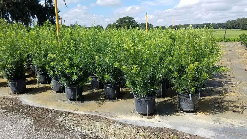 podocarpus-macrophyllus-japanese-yew