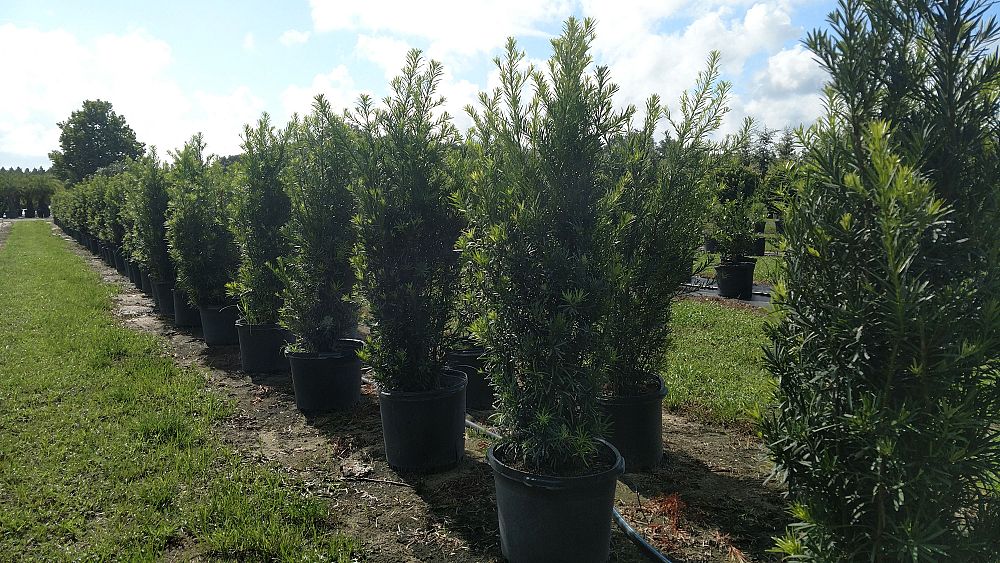 podocarpus-macrophyllus-japanese-yew