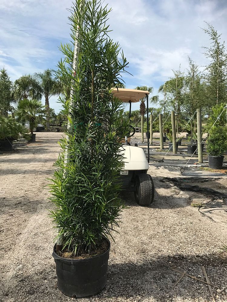 podocarpus-macrophyllus-japanese-yew